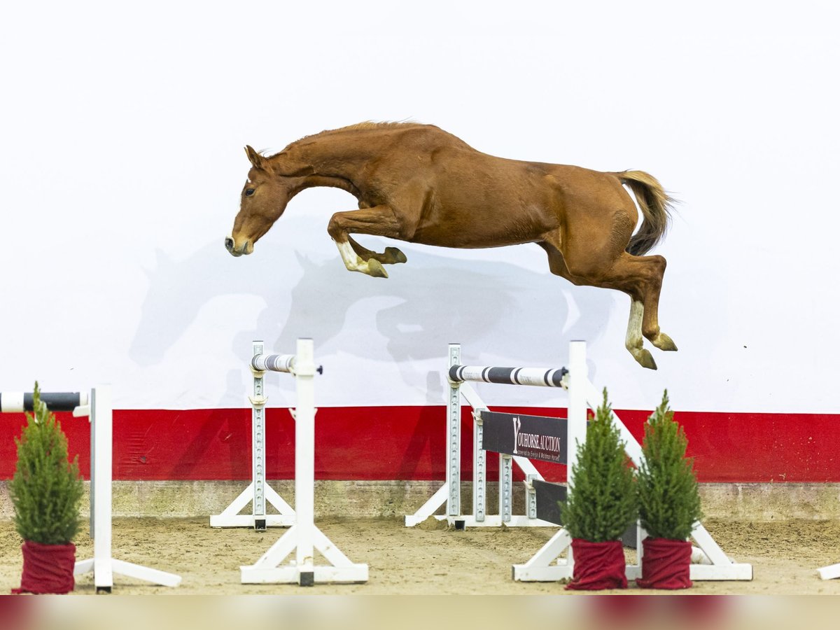 Holstein Giumenta 6 Anni 163 cm Sauro in Waddinxveen