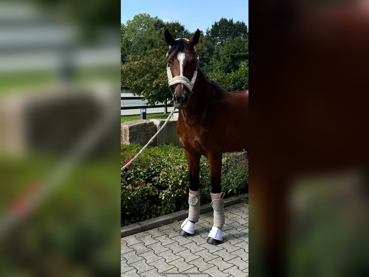 Holstein Giumenta 6 Anni 165 cm Baio in Bönen