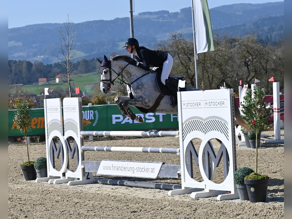 Holstein Giumenta 6 Anni 165 cm Grigio in Bad Griesbach im Rottal