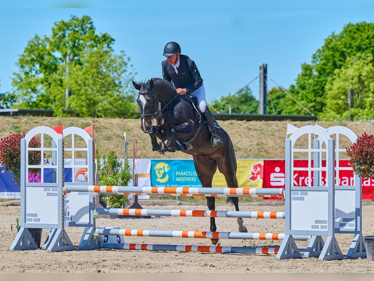 Holstein Giumenta 6 Anni 167 cm Baio nero in Hude (Oldenburg)
