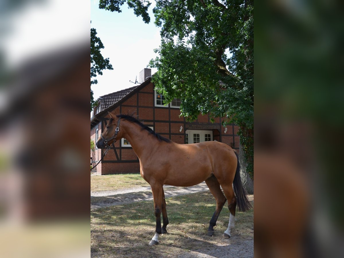 Holstein Giumenta 6 Anni 168 cm Baio in Müden (Aller)