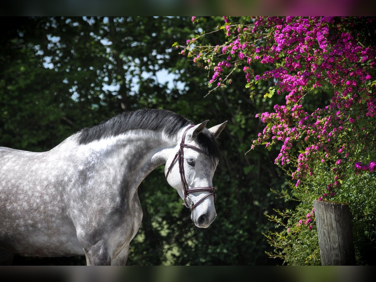 Holstein Giumenta 6 Anni 170 cm Grigio in Rosenheim