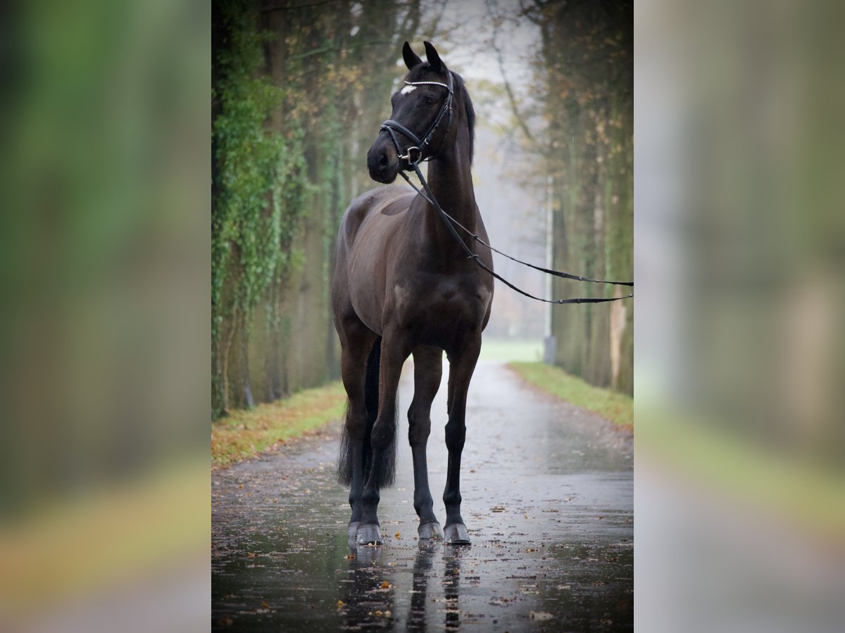 Holstein Giumenta 7 Anni 164 cm Baio nero in Lienen