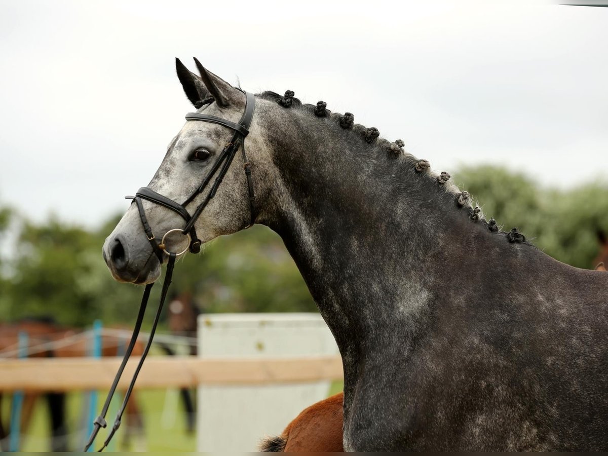 Holstein Giumenta 7 Anni 170 cm Grigio in Nettelsee