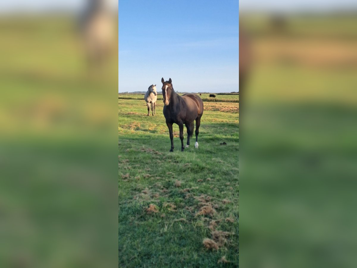 Holstein Giumenta 8 Anni 163 cm Baio in Wyk auf Föhr