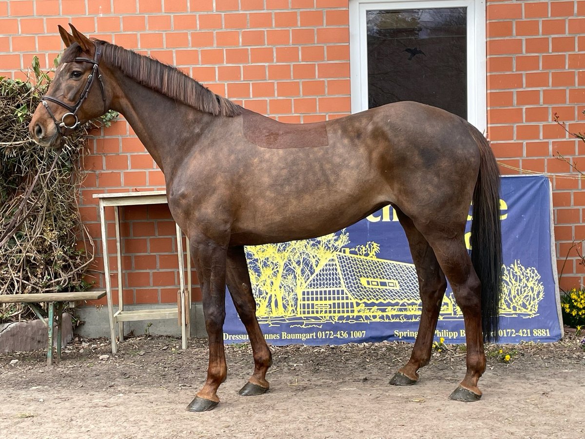 Holstein Giumenta 9 Anni 168 cm Sauro scuro in Verden (Aller)