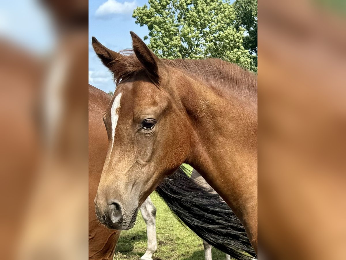 Holstein Giumenta Puledri (04/2024) Sauro scuro in NeumünsterNeumünster