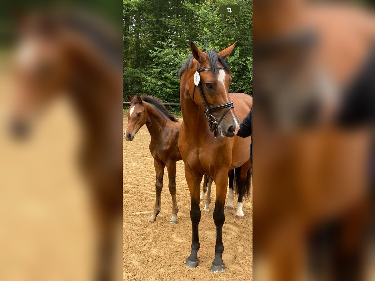 Holstein Mare 10 years 16,2 hh Brown in Vöhl