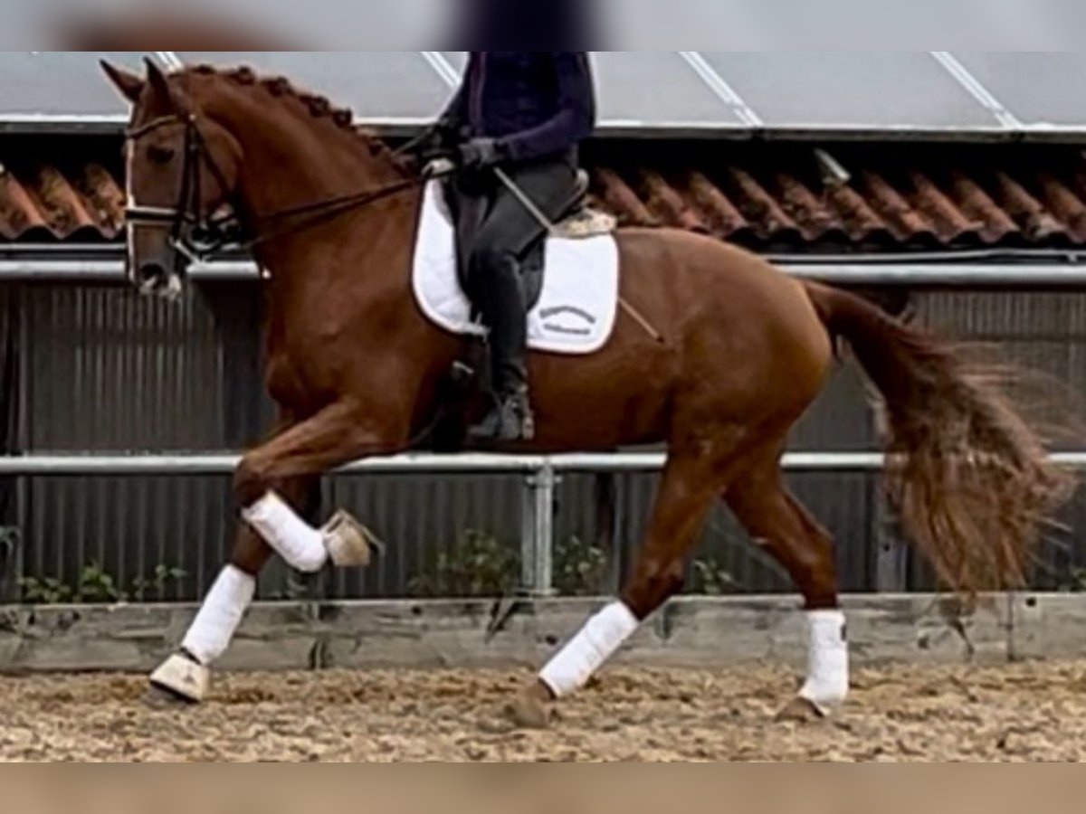 Holstein Mare 10 years 16,3 hh Chestnut-Red in Burgau