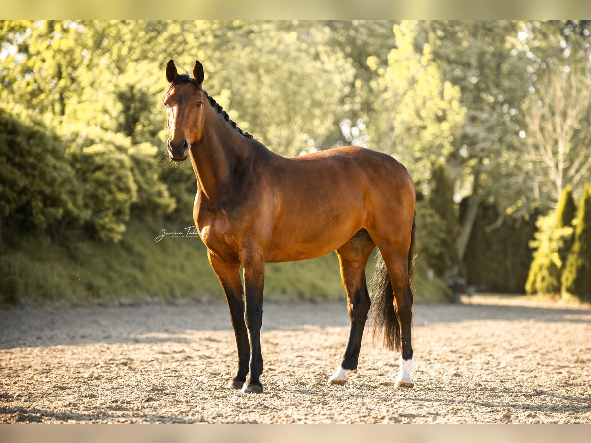 Holstein Mare 10 years 16 hh Brown in Diekhusen-Fahrstedt