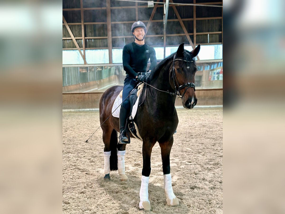 Holstein Mare 10 years 16,2 hh Bay-Dark in Deitingen