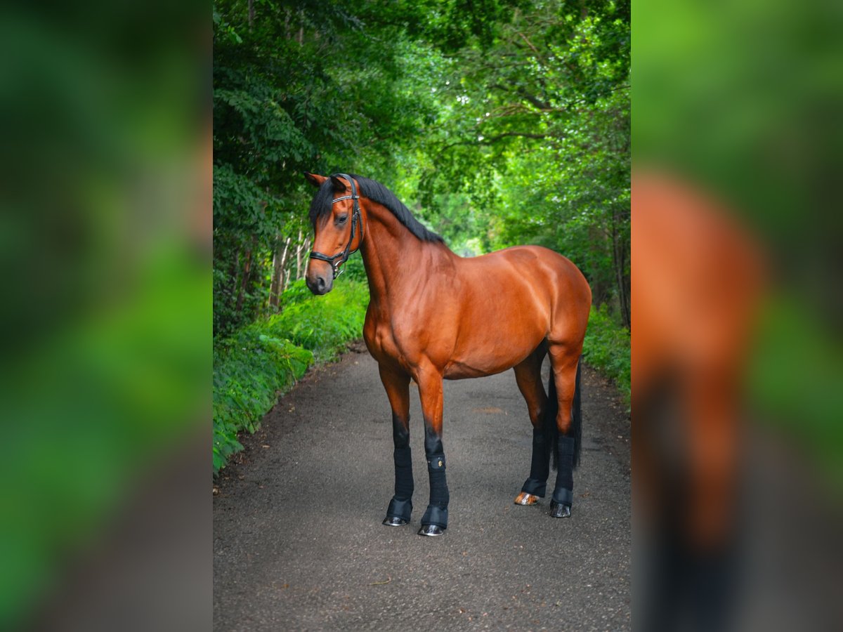 Holstein Mare 10 years 16,2 hh Brown in Hamburg