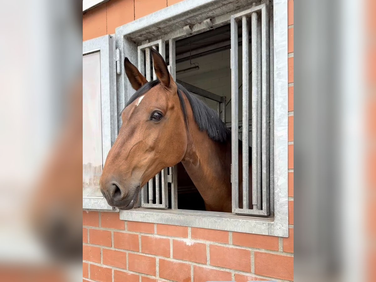 Holstein Mare 10 years 16,2 hh Brown in Neustadt am R&#xFC;benberge