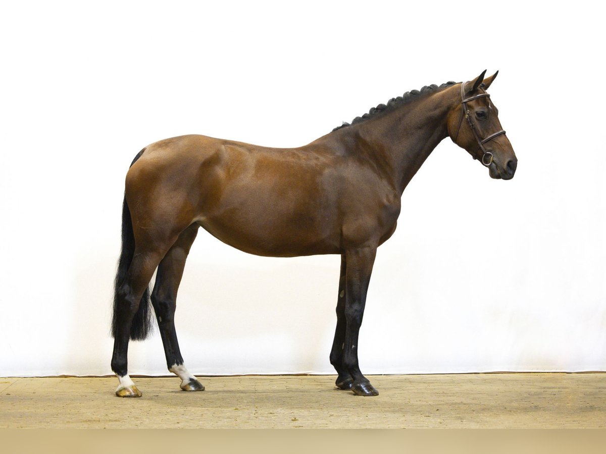 Holstein Mare 10 years 16,2 hh Brown in Waddinxveen Holstein Mare 10 years 16,2 hh Brown in Waddinxveen