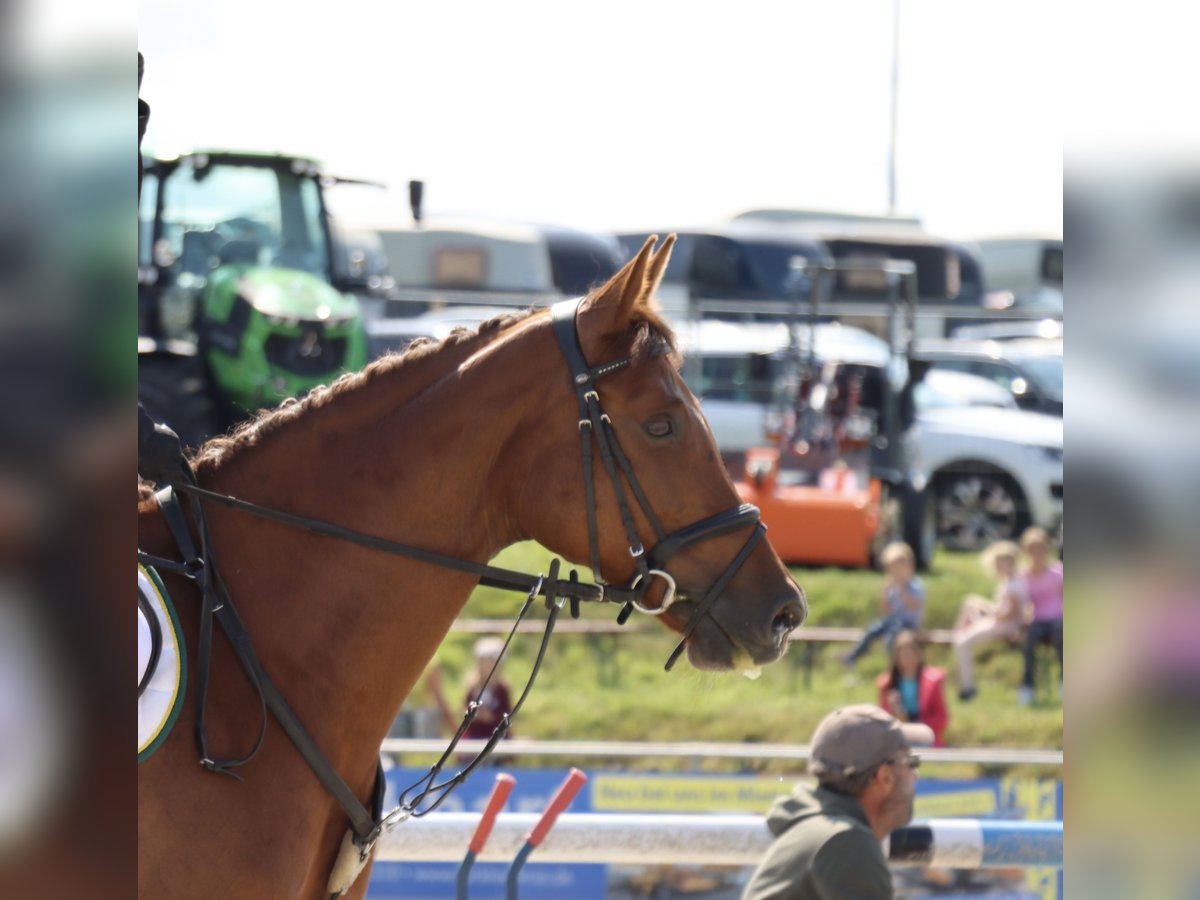 Holstein Mare 10 years 16,2 hh Chestnut in Aulendorf