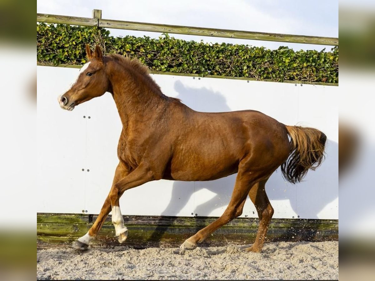 Holstein Mare 10 years 16,2 hh in Someren