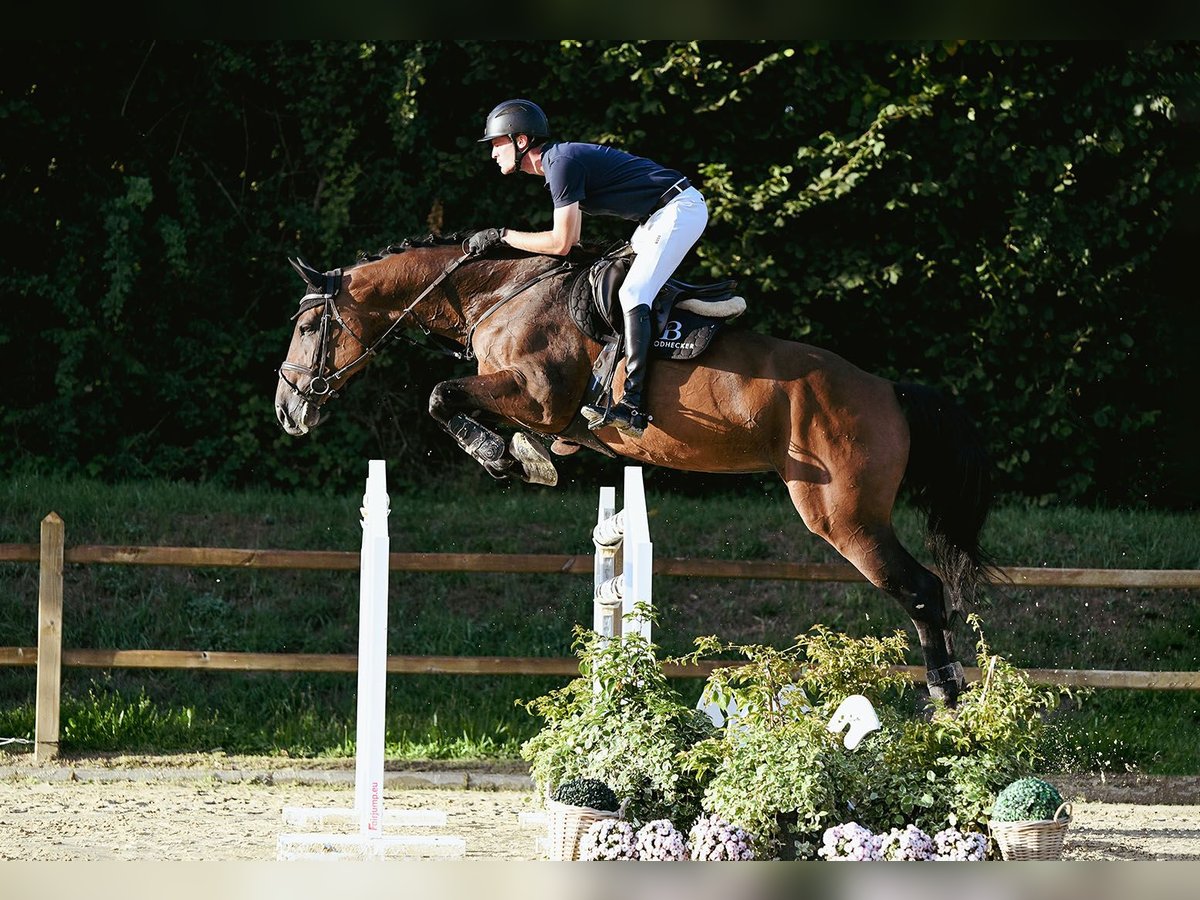 Holstein Mare 10 years 16,3 hh Brown in Riedstadt