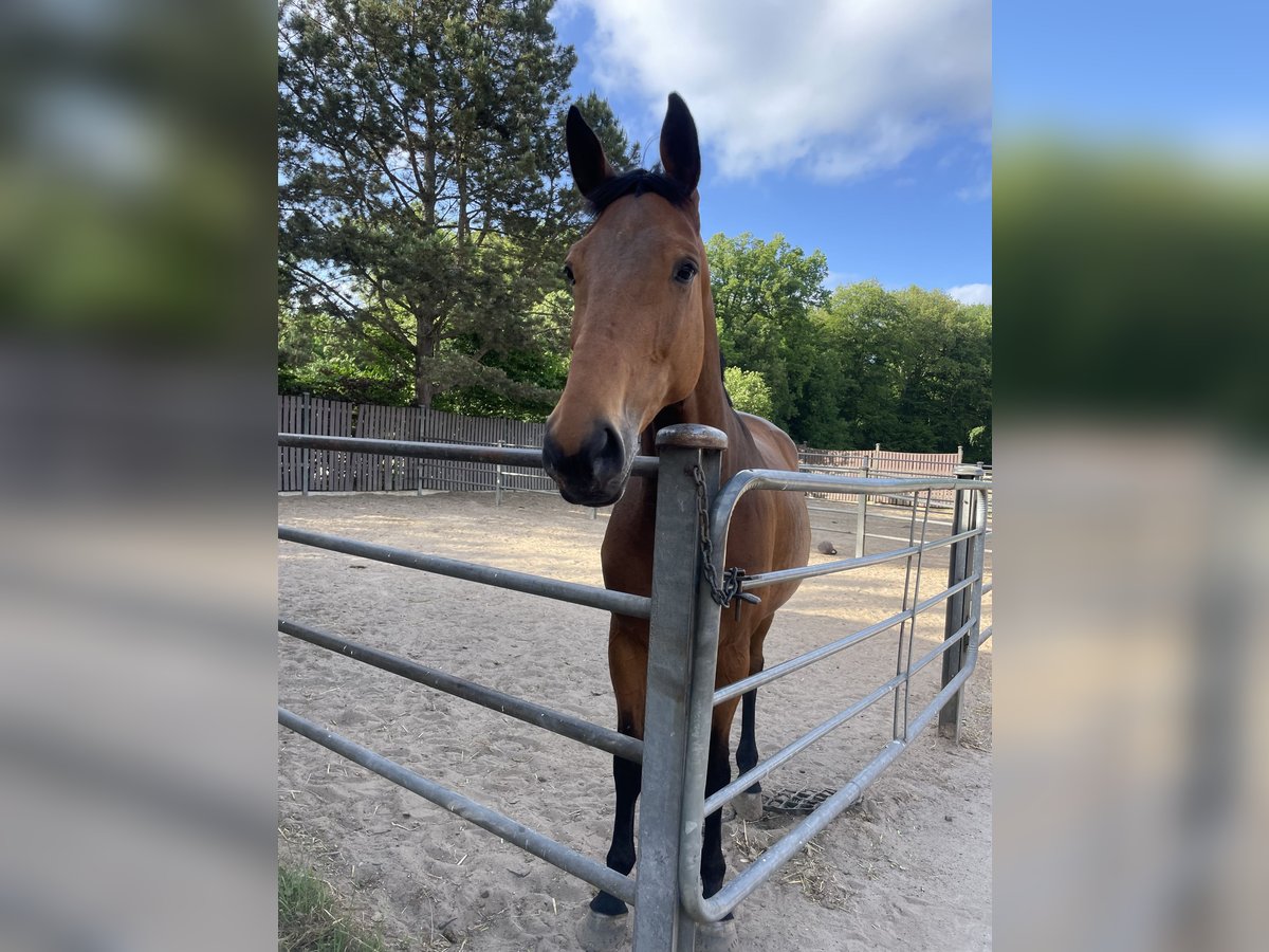 Holstein Mare 10 years 17 hh Brown in L&#xFC;beck