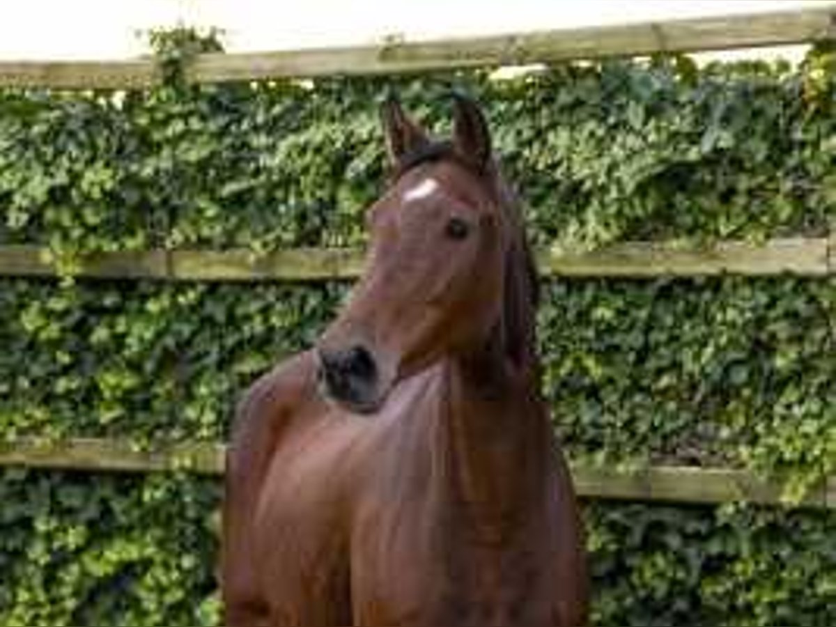 Holstein Mare 10 years 17 hh Brown in Waddinxveen