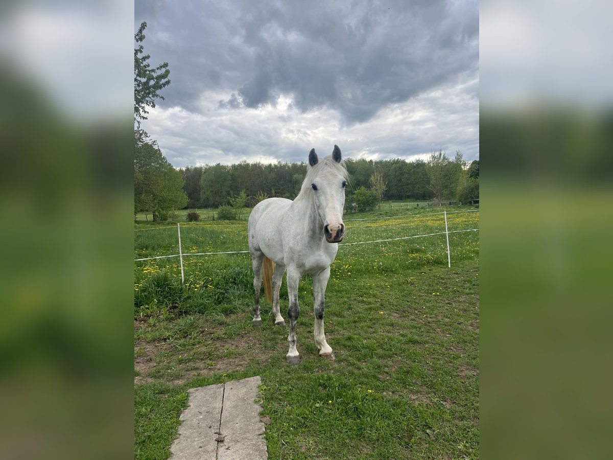 Holstein Mare 10 years 17 hh Gray in Alkersleben Holstein Mare 10 years 17 hh Gray in Alkersleben
