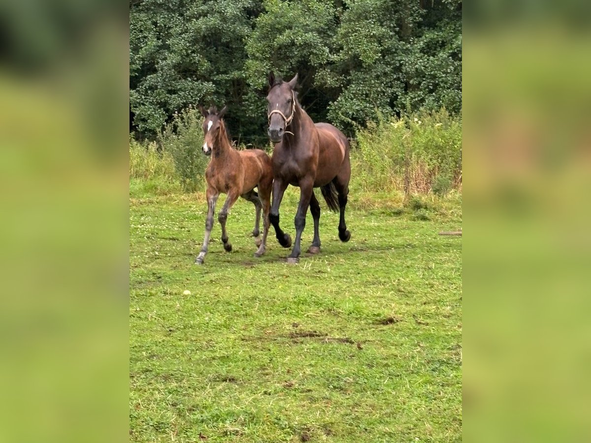 Holstein Mare 10 years 17,2 hh Smoky-Black in Borken