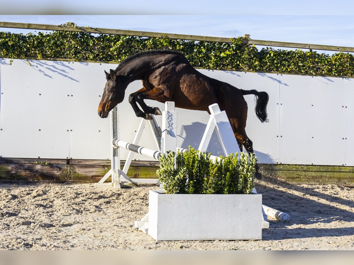 Holstein Mare 11 years 15,2 hh Brown in Waddinxveen