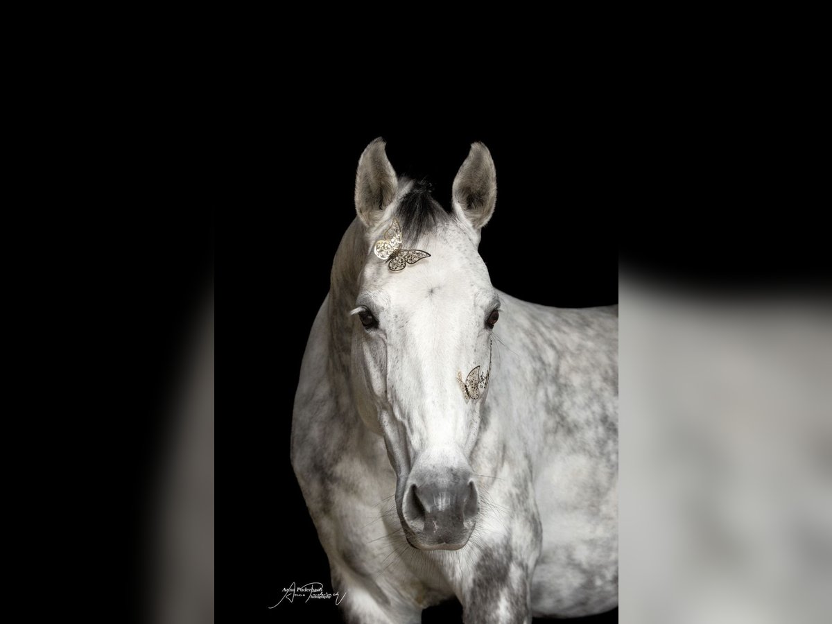 Holstein Mare 11 years 15,2 hh Gray in Gebhardshain