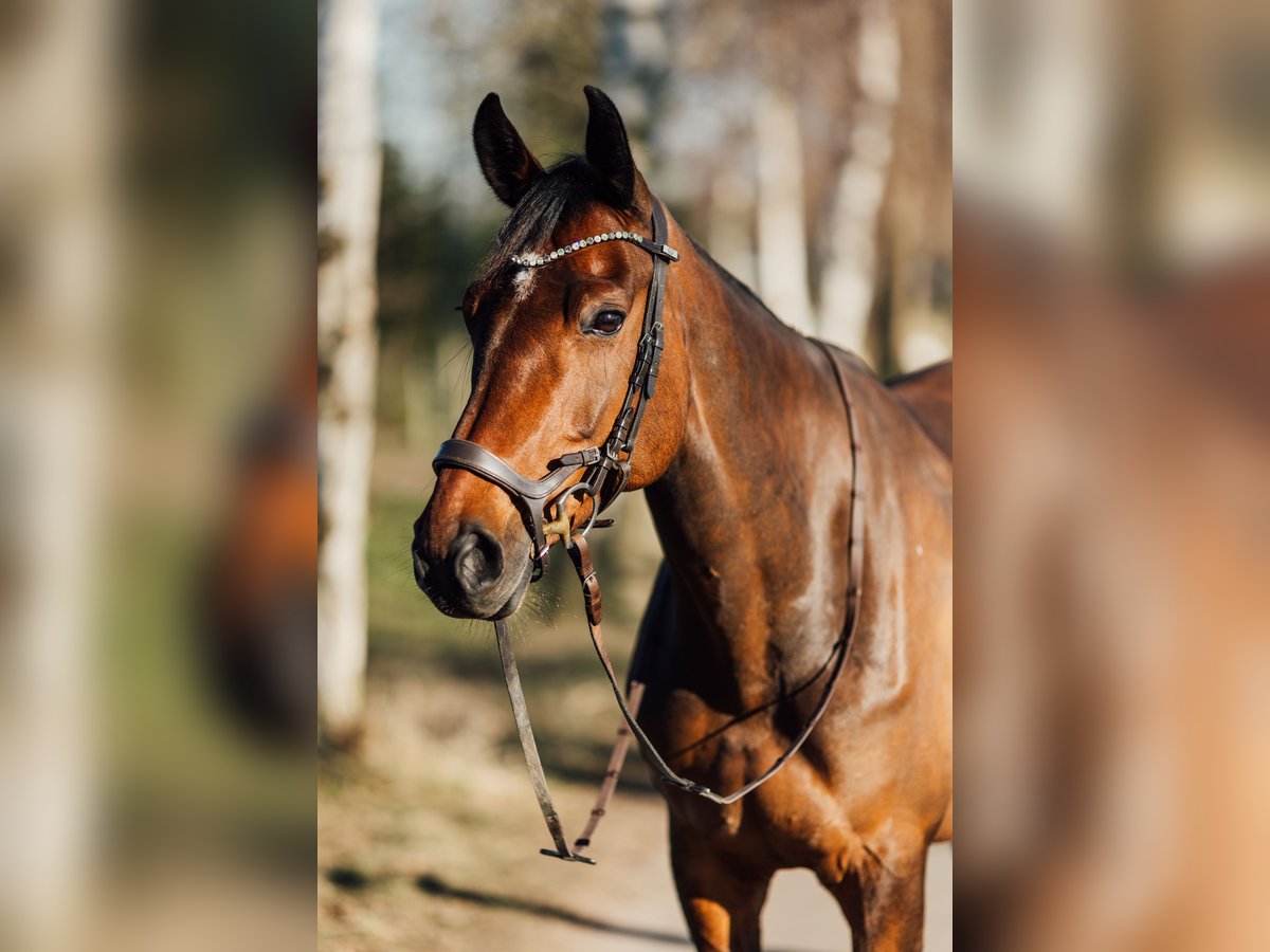 Holstein Mare 11 years 16,1 hh Brown in Kiel