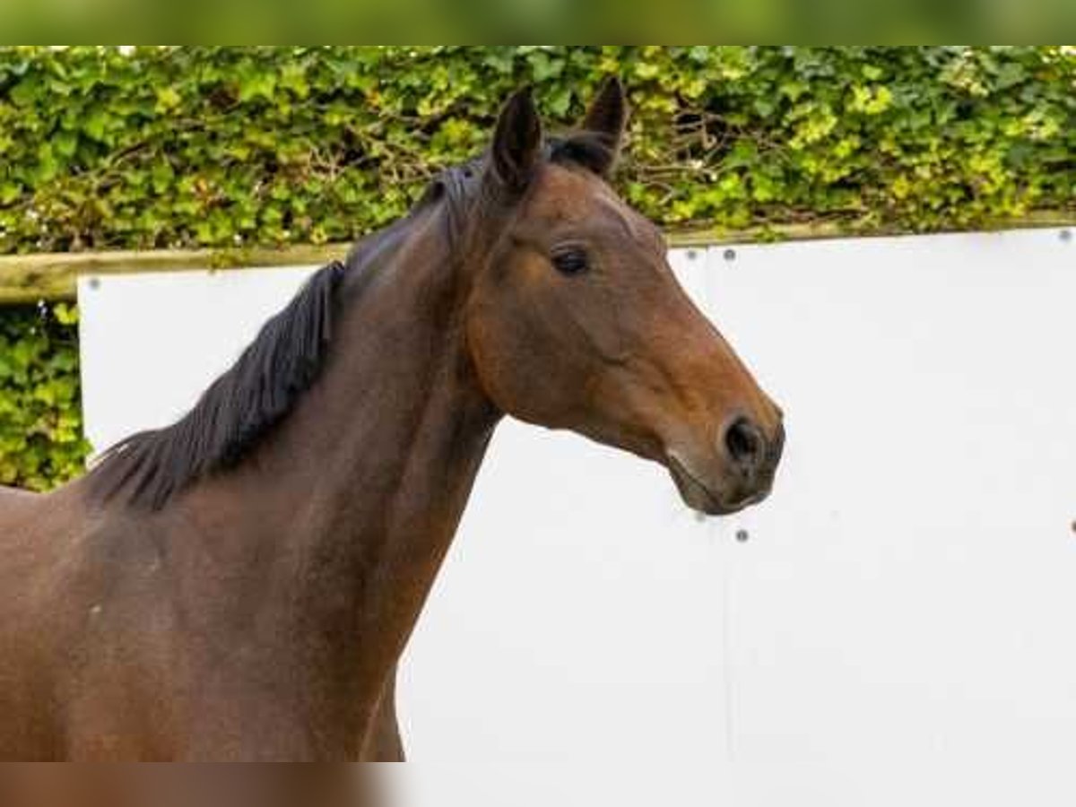 Holstein Mare 11 years 16,1 hh Brown in Waddinxveen