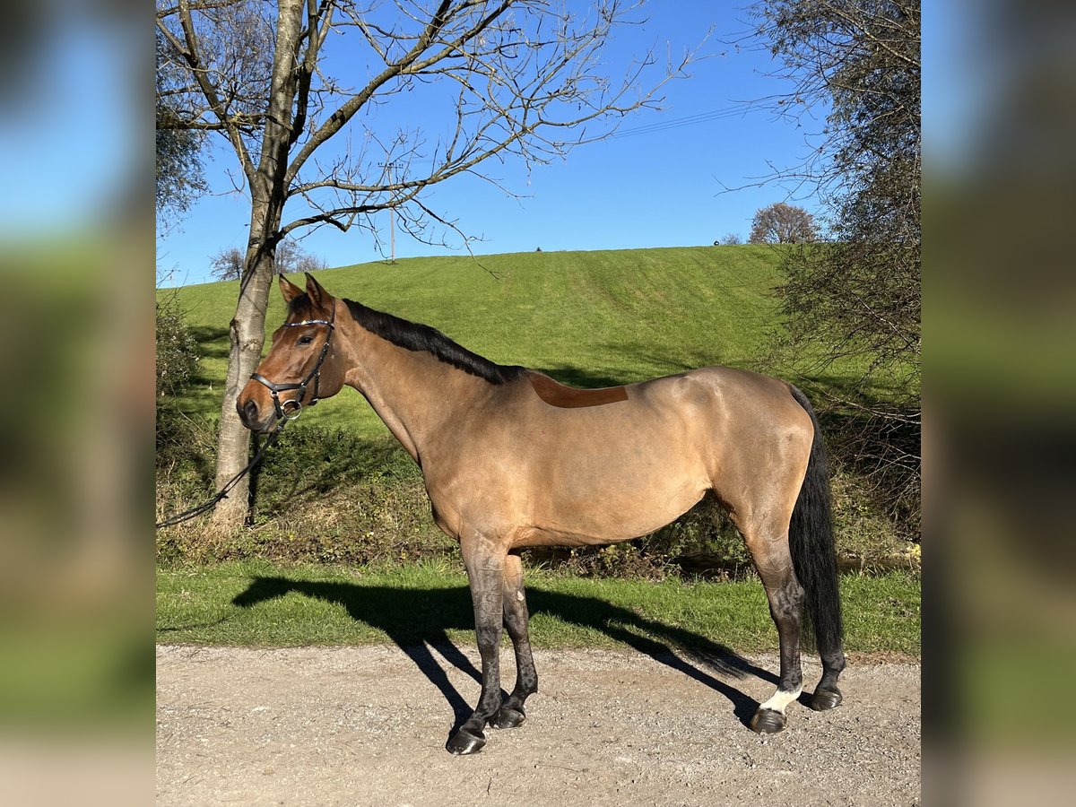 Holstein Mare 11 years 16 hh Brown in Bruckmühl