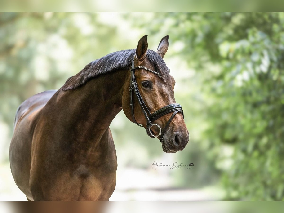 Holstein Mare 11 years 16,1 hh Brown in Wedel