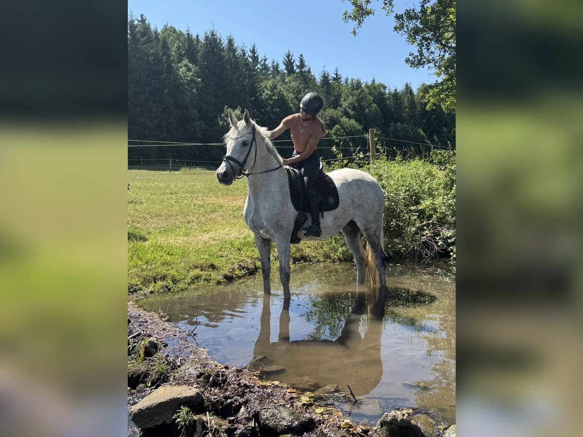 Holstein Mare 11 years 16,1 hh Grey in Kirchenthumbach