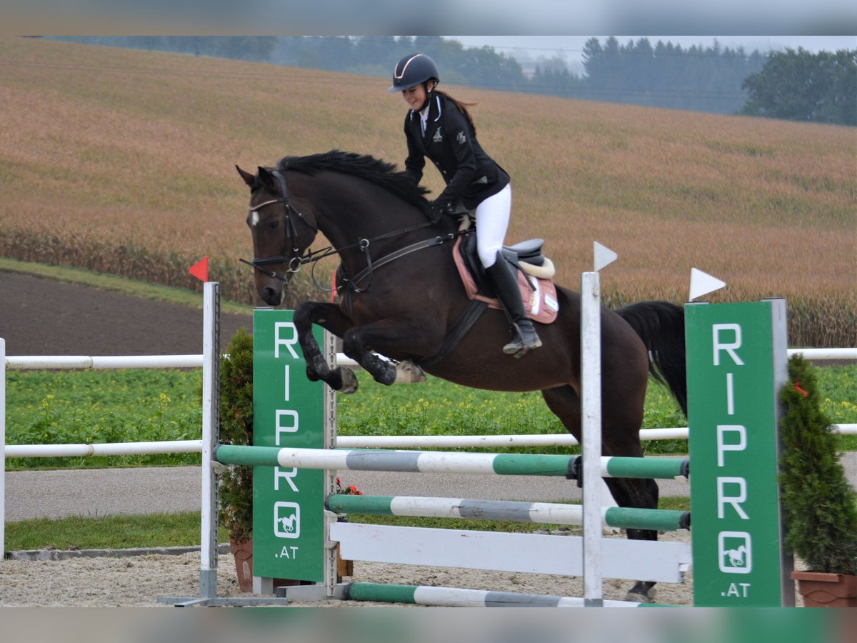 Holstein Mare 11 years 17 hh Brown in Ort im Innkreis