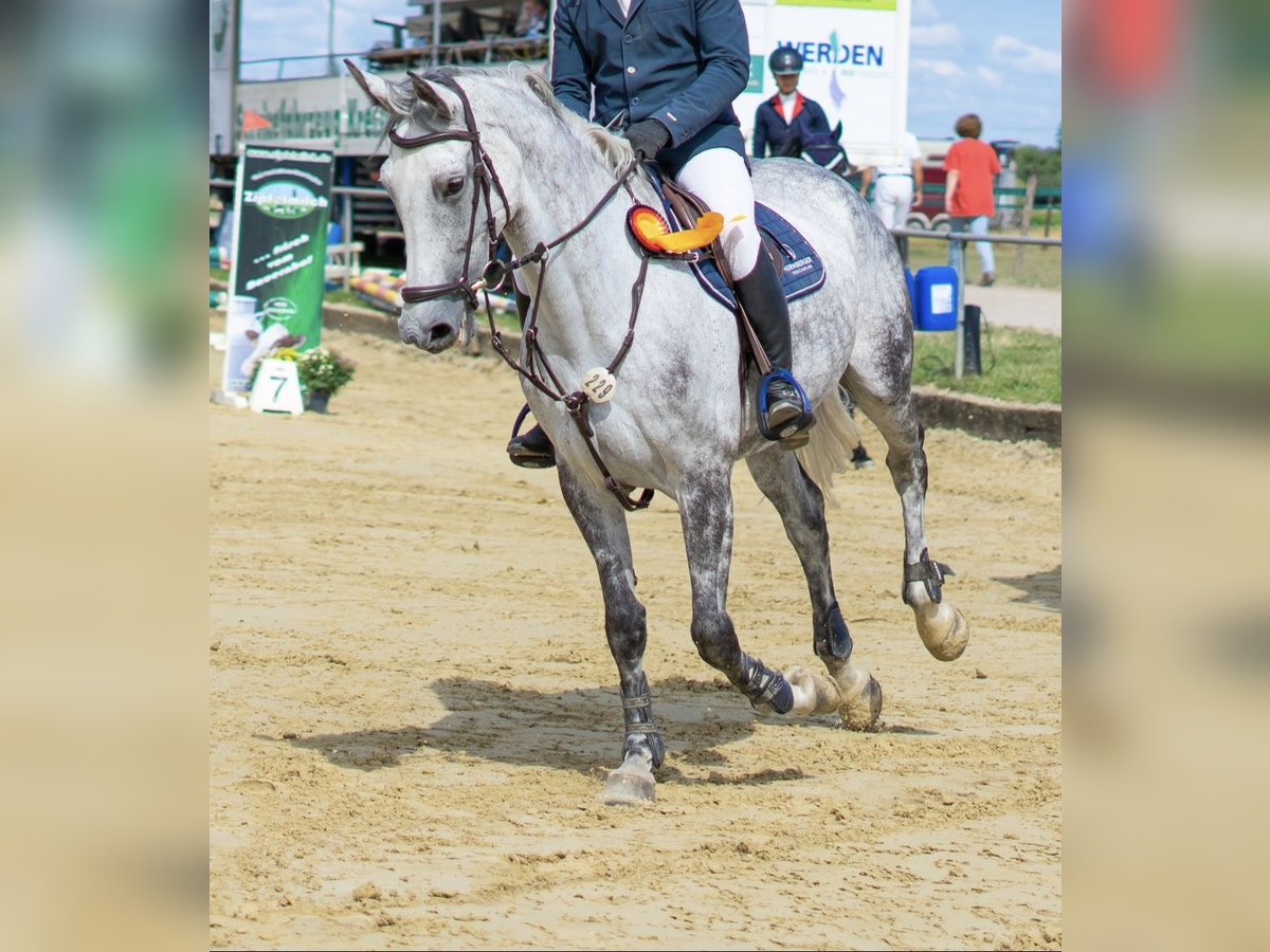 Holstein Mare 11 years 17 hh Grey-Fleabitten in Waldfeucht