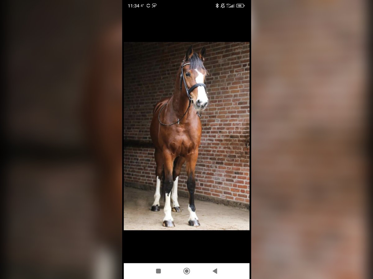 Holstein Mare 12 years 15,3 hh Brown in Wendeburg