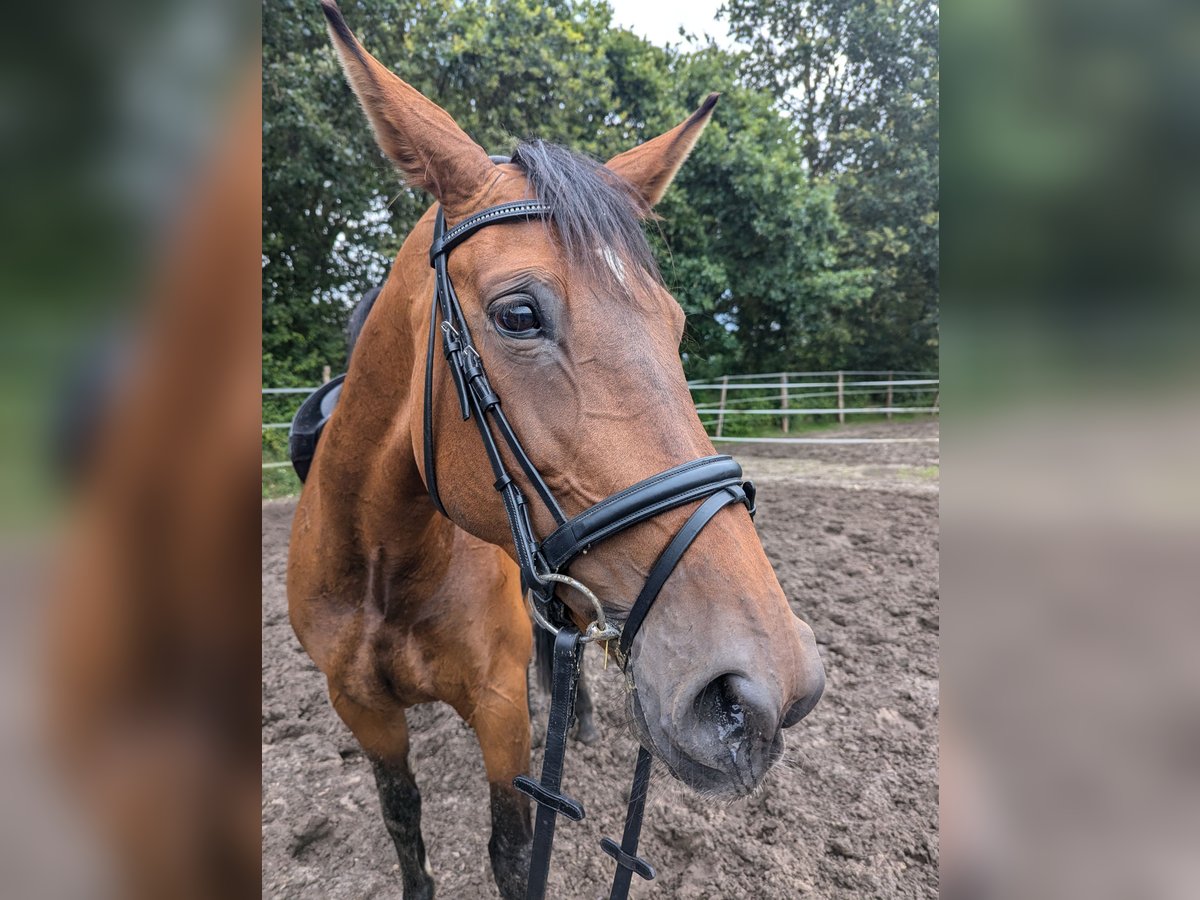 Holstein Mare 12 years 16,1 hh Brown in Vaale