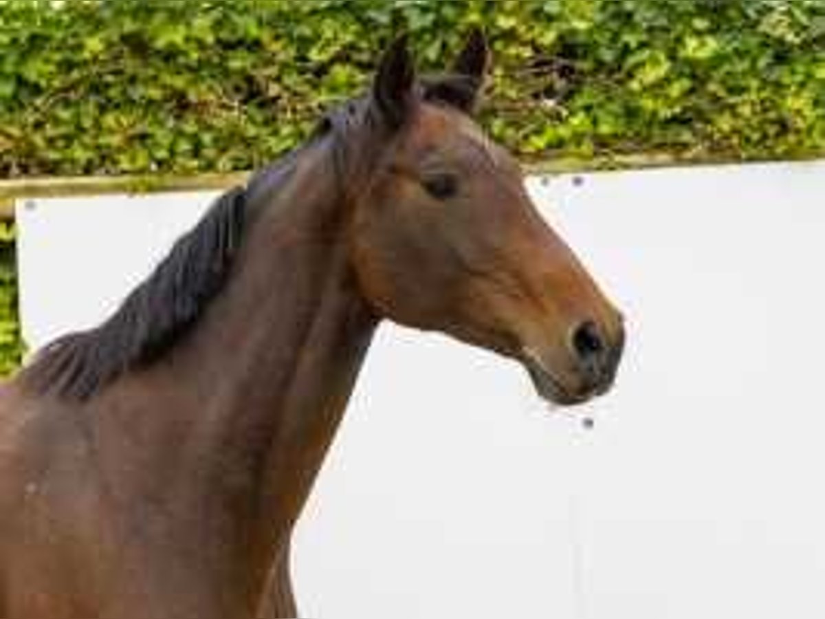 Holstein Mare 12 years 16,1 hh Brown in Waddinxveen