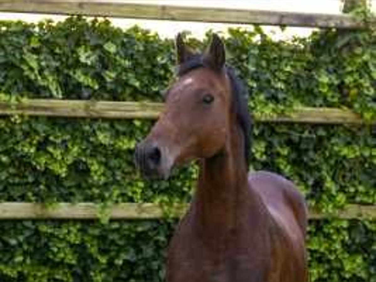 Holstein Mare 12 years 16,1 hh Brown in Waddinxveen