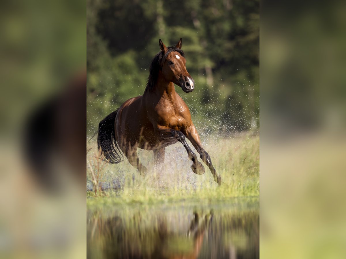 Holstein Mare 12 years 16,2 hh Brown in Massenhausen