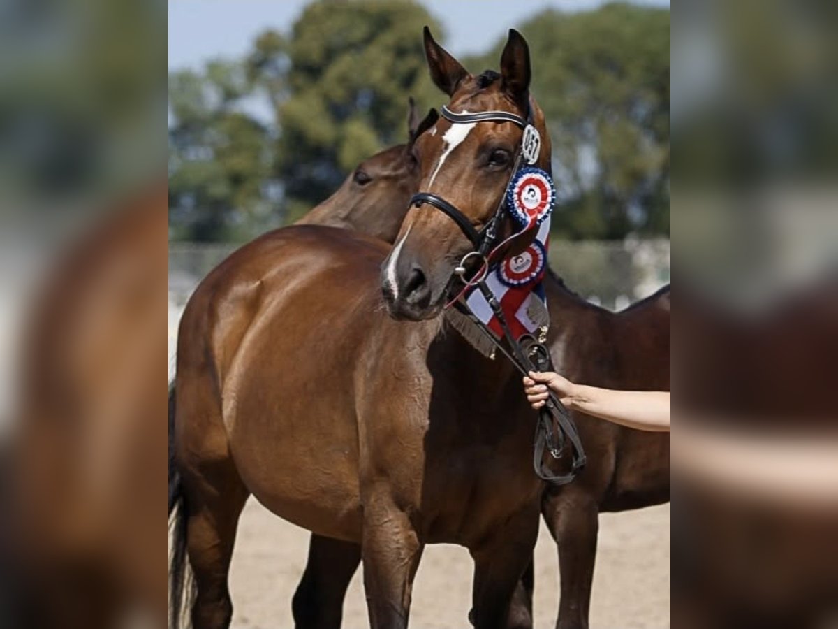 Holstein Mare 12 years 16,2 hh Brown in Tuchola