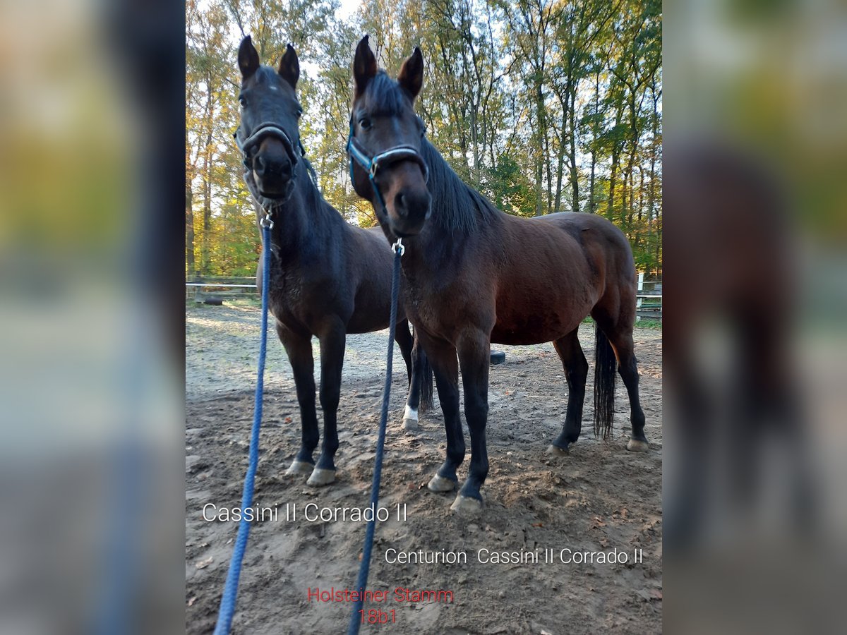 Holstein Mare 12 years 16 hh Bay-Dark in Bispingen