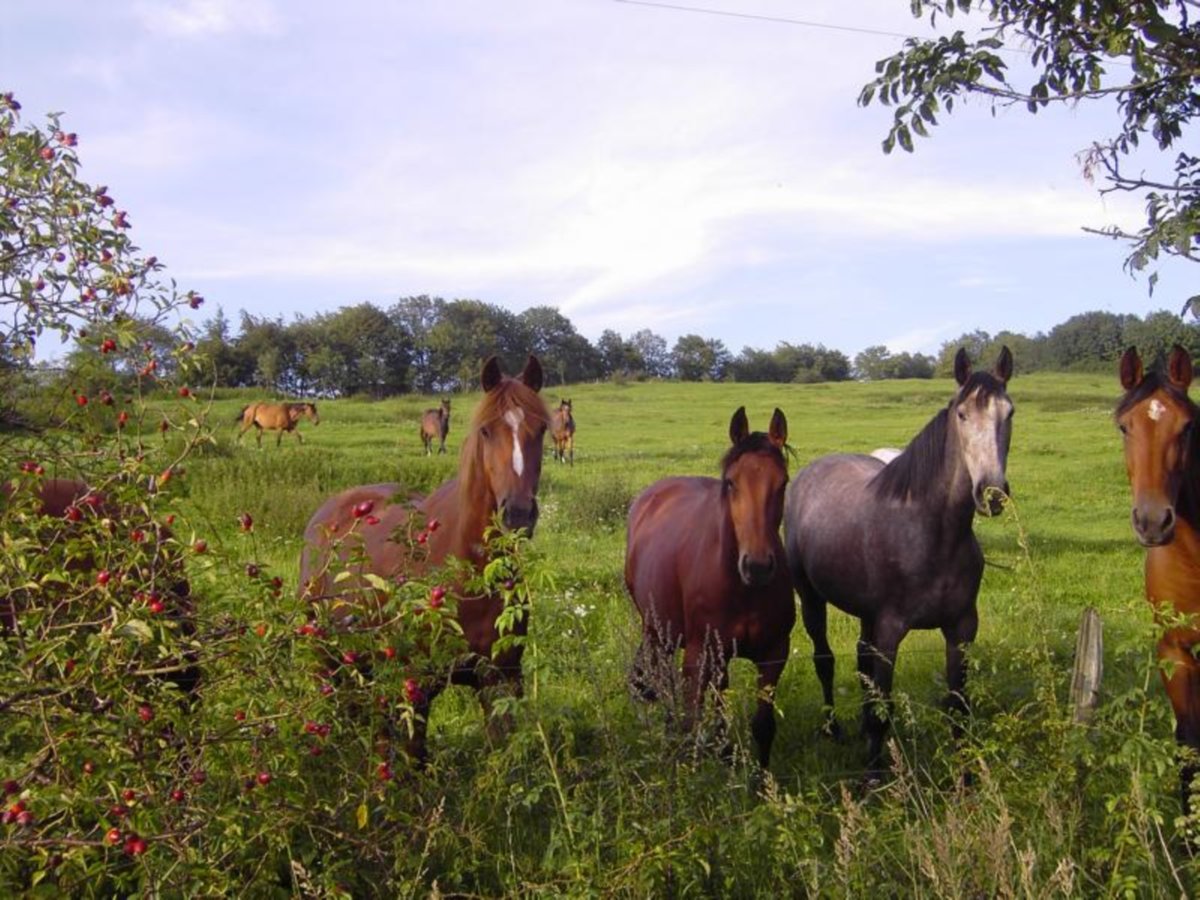 Holstein Mare 12 years 16 hh in schotten