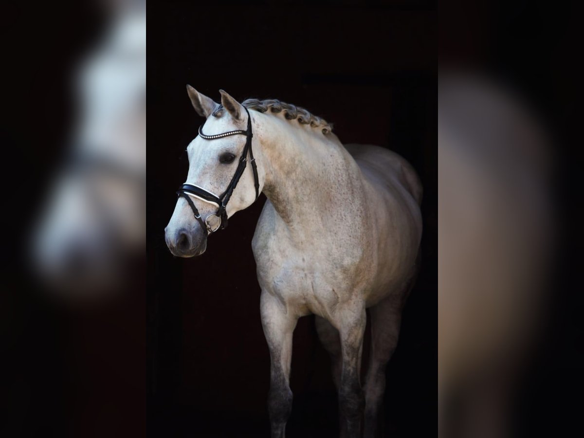 Holstein Mare 12 years 16 hh Grey in Magdwiesen
