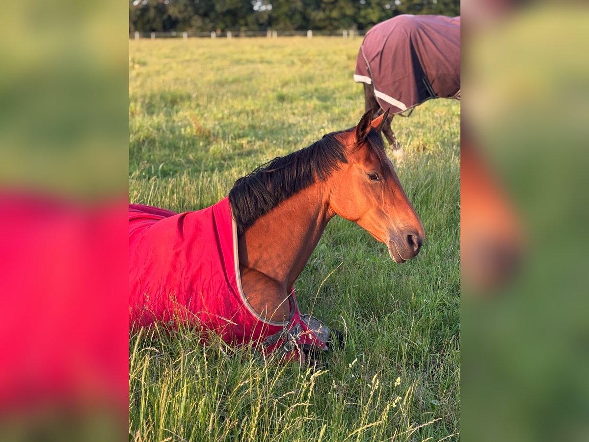 Holstein Mare 12 years 16,3 hh Brown in Achtrup