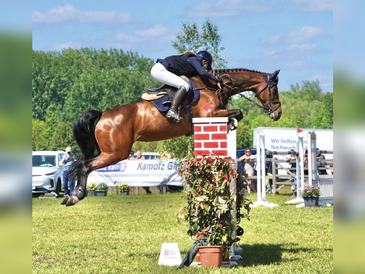 Holstein Mare 12 years 16,3 hh Brown in WriedeL
