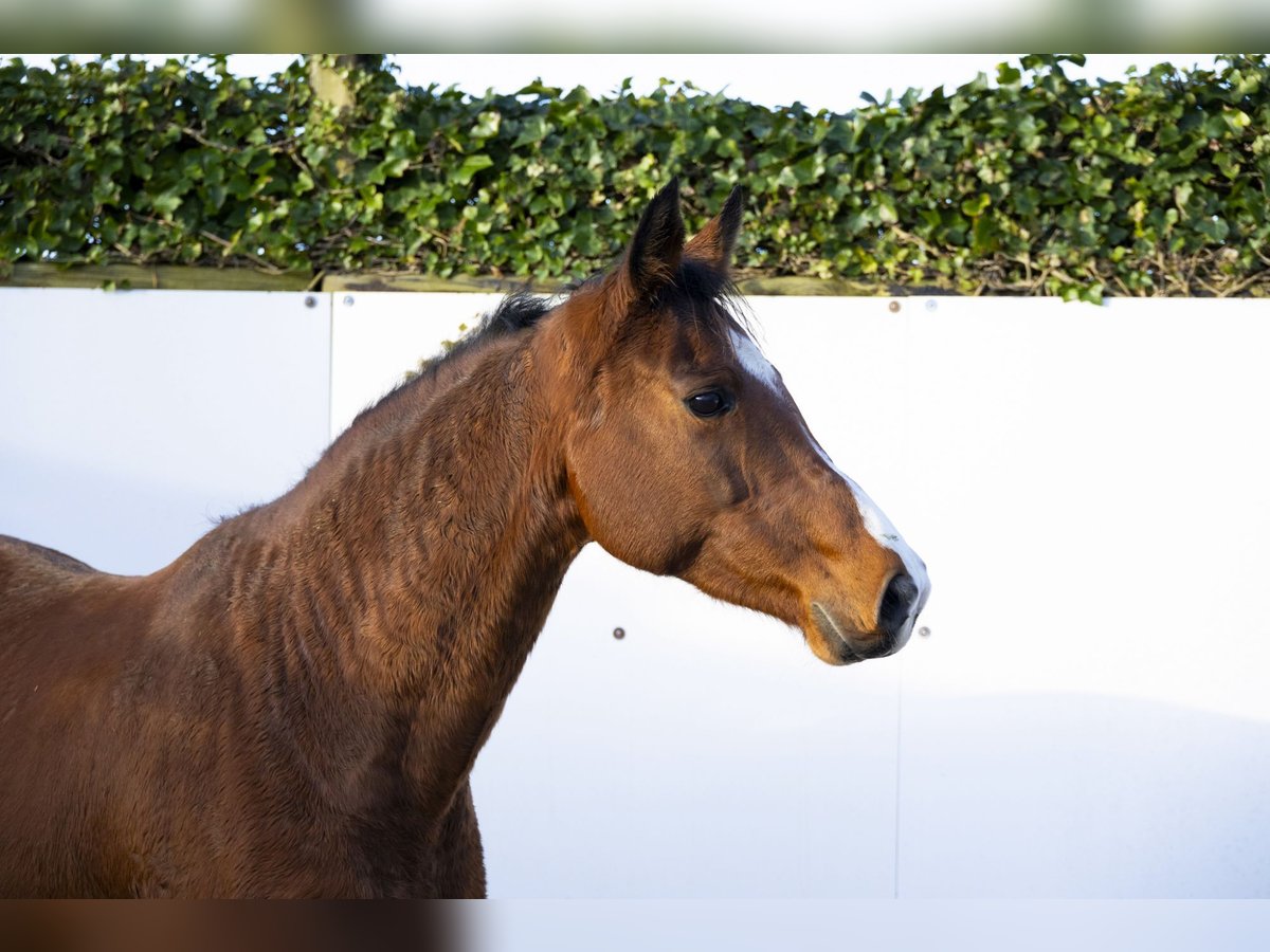 Holstein Mare 13 years 15,2 hh Brown in Waddinxveen