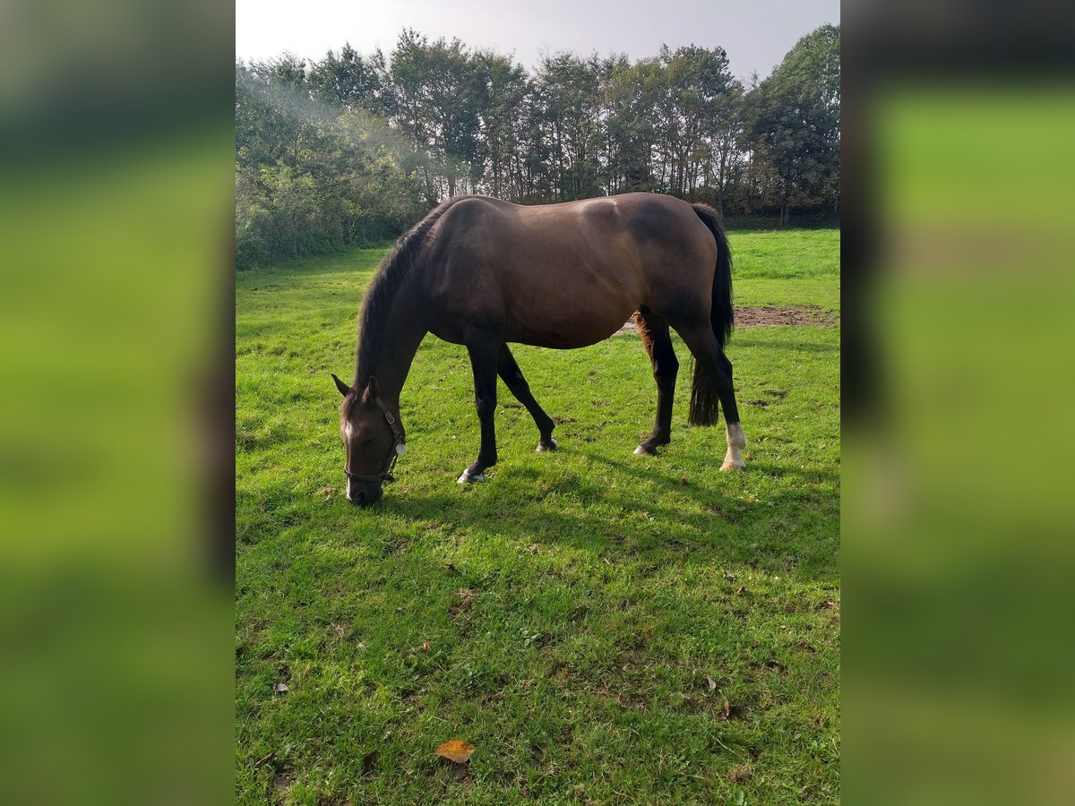 Holstein Mare 13 years 16,1 hh Brown in Wester-Ohrstedt