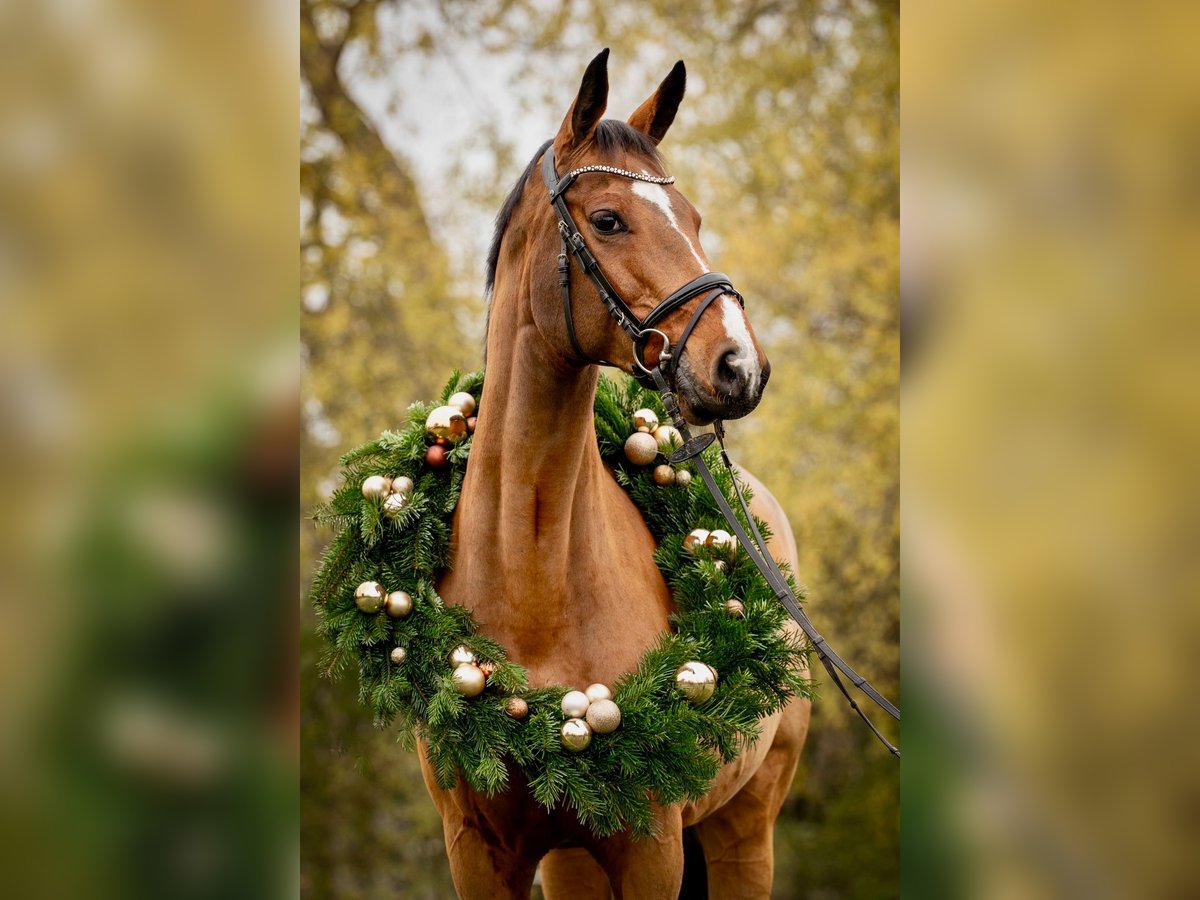 Holstein Mare 13 years 16,1 hh Brown in Kirchnüchel