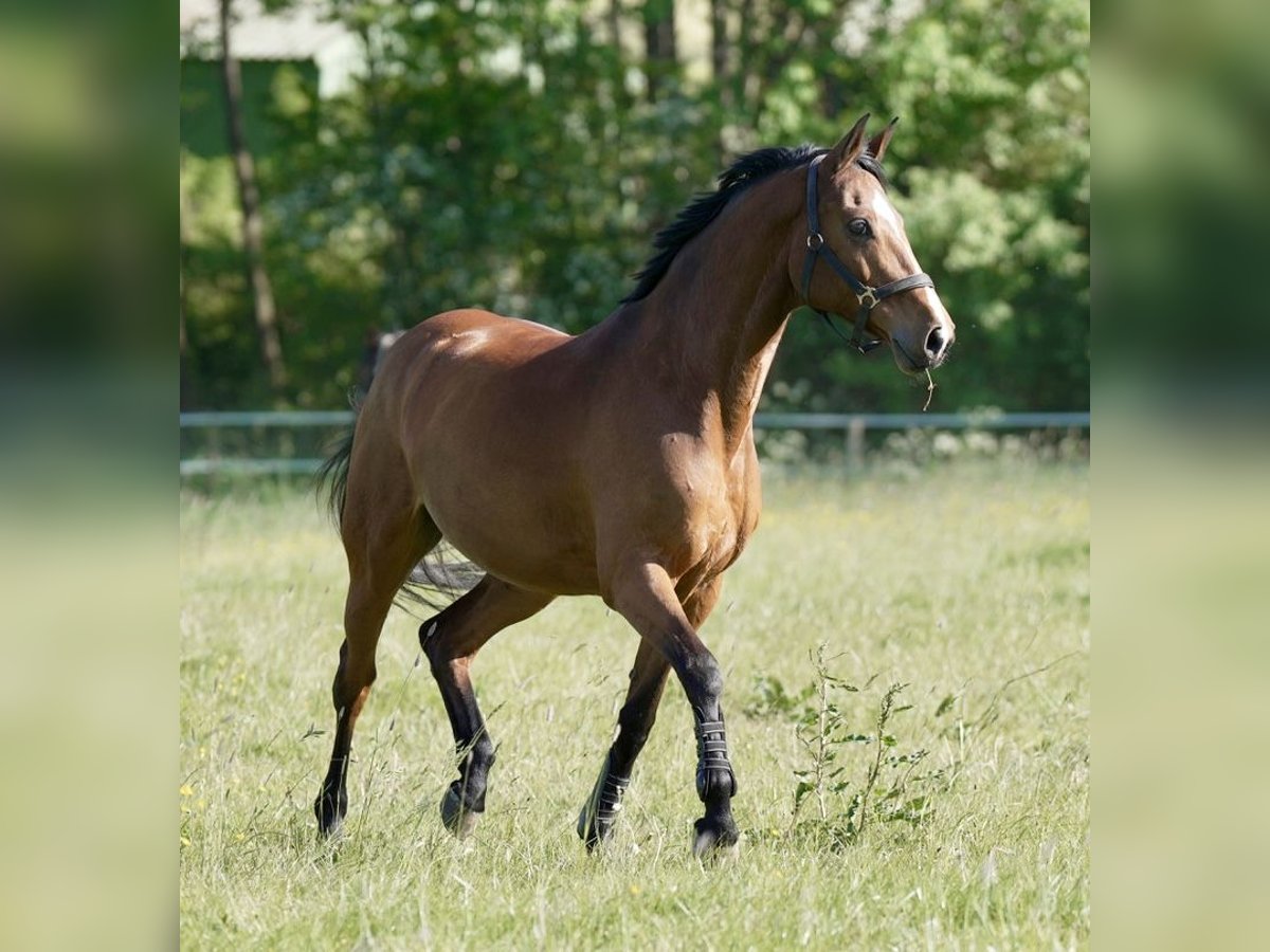 Holstein Mare 13 years 16,1 hh Brown in Kirchnüchel