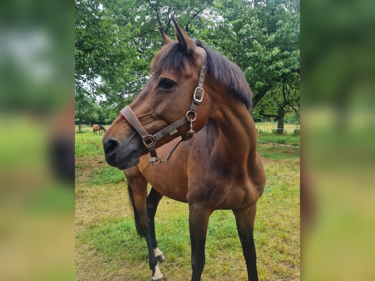 Holstein Mare 13 years 16,1 hh Brown in Teuchern